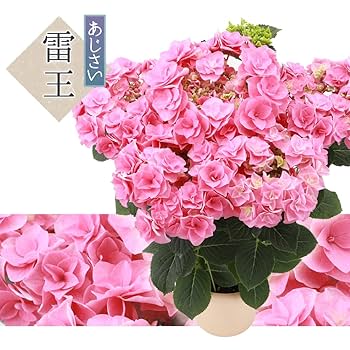 アジサイ　4種5鉢　紫陽花 アジサイ 5寸4種4鉢 紫陽花